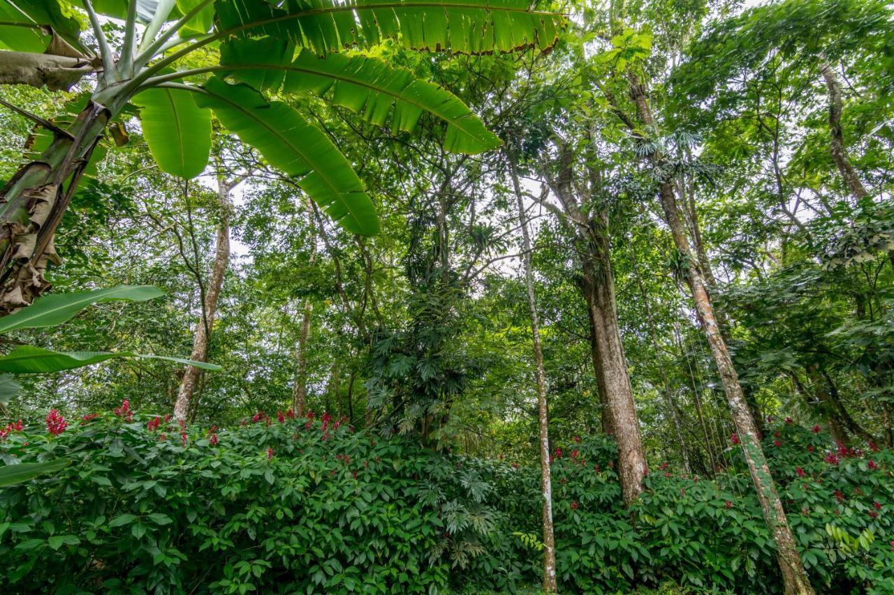 Ara Ambigua Lodge Сарапики Экстерьер фото